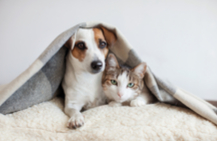 Dog and cat under blanket